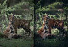 Load image into Gallery viewer, WithLuke Presets - The Timeless Collection