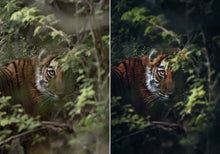 Load image into Gallery viewer, WithLuke Presets - The Timeless Collection